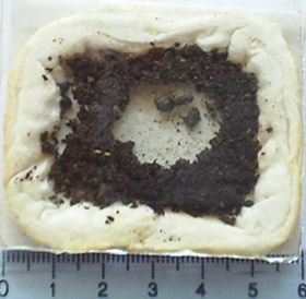 Ограничител Lasius sp.